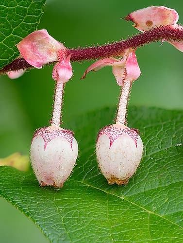 USA-Washington State Salal blossoms Art Print